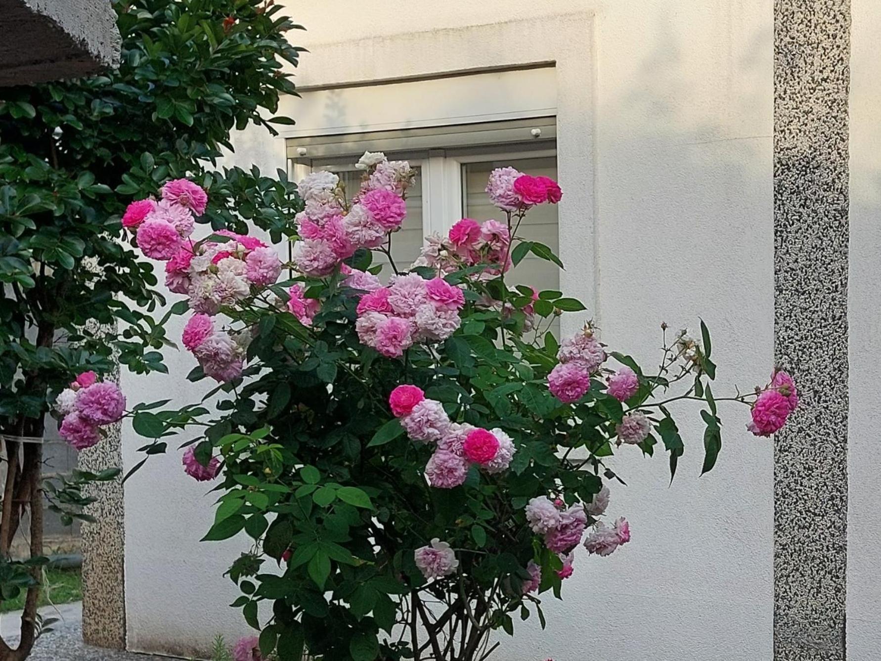 Apartments F Podgorica Zewnętrze zdjęcie